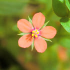 Scarlet pimpernel