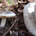 purple-brown russula sp.