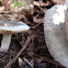 purple-brown russula sp.