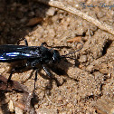 Blue-black spider wasp