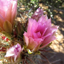 Prickly Pear