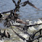 Little Black Cormorant