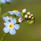 Forget-me-not