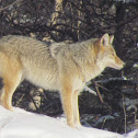 Coyote