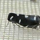 Spittlebug