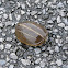 Striped Mud Turtle 