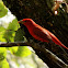 tangara roja