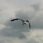 Laughing Gull
