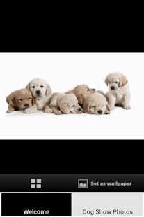 How to get Dog Show Photos lastet apk for android