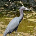 Little Blue Heron