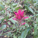 Indian Paint Brush