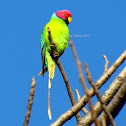 Plum-headed Parakeet