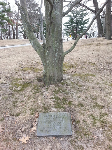 Raymond Devine Memorial Tree