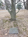 Raymond Devine Memorial Tree