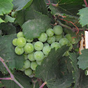 Green Grapes