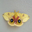 Io moth