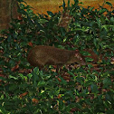 Central American agouti