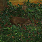 Central American agouti