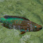 Stoplight Parrotfish