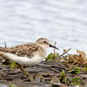 Least Sandpiper