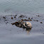 Sea Otter