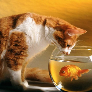 Funny Cats Wallpapers.apk 1.0