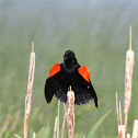 Red-winged Black Bird