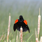 Red-winged Black Bird