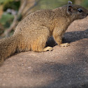 Tree squirrel