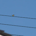 Lesser Goldfinch