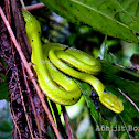 Green Pit Viper