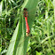 Red-tailed Pennant