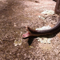 Snake Photography By Nature