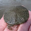 Sanddollar