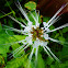 Cat’s whisker