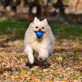 by Linda Othersen - Animals - Dogs Portraits