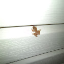 Spring Peeper