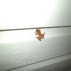Spring Peeper