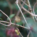 Common Chiffchaff
