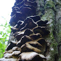 Even more fungi