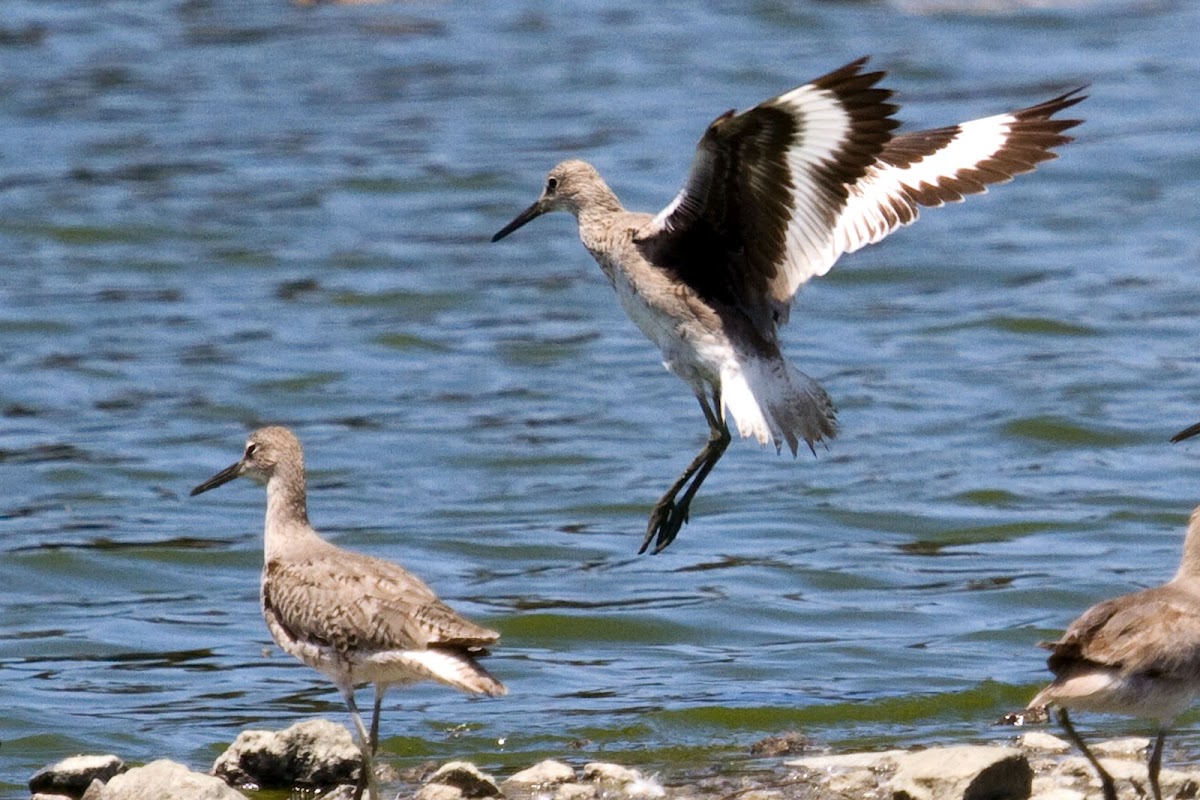 Willet