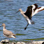 Willet
