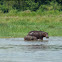 Hippopotamus