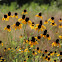 Clasping Coneflower