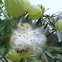 Balloon Plant