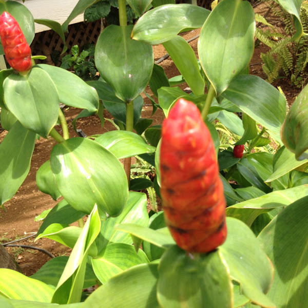 Lipstick ginger or red button ginger Project Noah