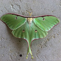 Luna moth