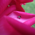 Jumping Spider