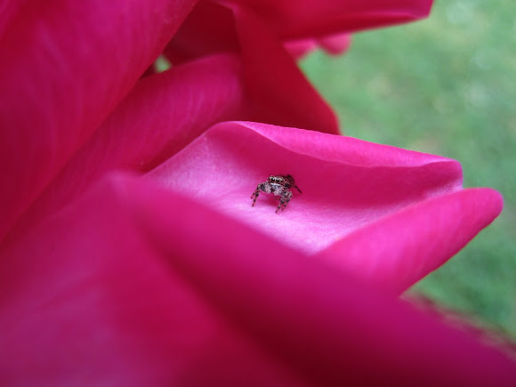 Spotting Image 1