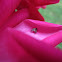 Jumping Spider
